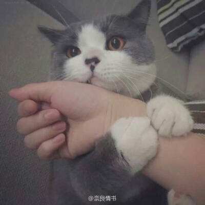 三国与少年手游